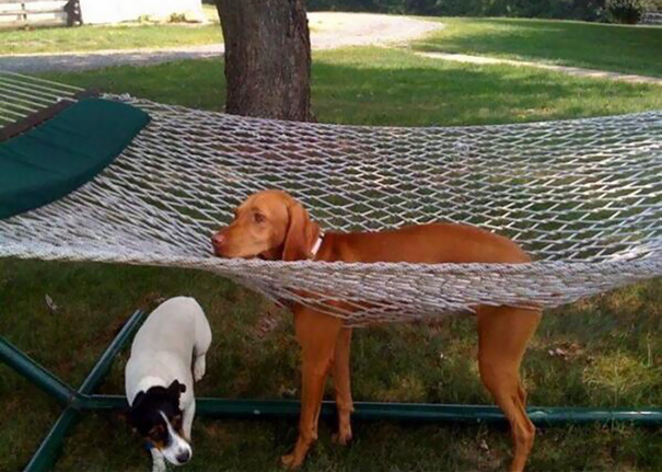 Dog hammock.jpg